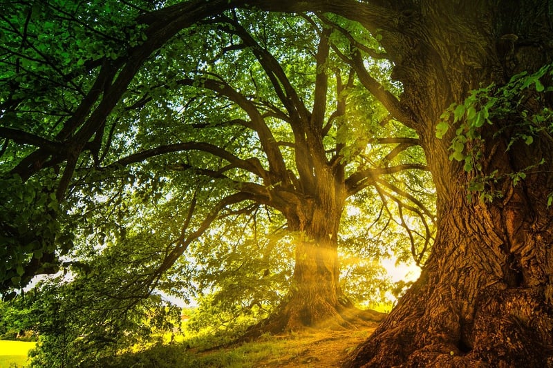 Magical Woodland Ceremonies